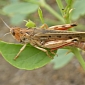 30 Million Locusts Swarm Egypt’s Giza Region