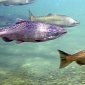 30 Million Salmon Might Be Trucked to the Pacific Ocean in California