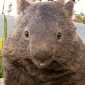 30-Year-Old Wombat Named Patrick Joins Tinder