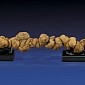 33-Million-Year Old Poop Expected to Fetch $10,000 (€7,393) at Auction