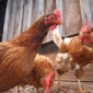 35,000 Chickens to Be Slaughtered