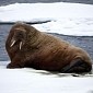 35,000 Walruses Come Ashore in Alaska