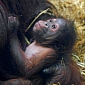 36-Year-Old Orangutan at Twycross Zoo Delivers Healthy Baby Ape