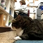 37-Pound Cat Named Biscuit Gets Adopted