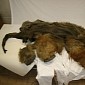 39,000-Year-Old Woolly Mammoth Brain Is Perfectly Preserved