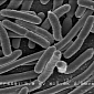3D Inner Structure of E. coli Resolved via Advanced Microscopy