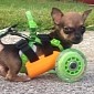 3D Printed Cart Helps Crippled Puppy Walk Without Forelegs – Photos