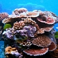 3D Printed Coral Reefs Could Help Safeguard Marine Biodiversity