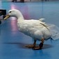3D Printed Leg Brace Helps Duck Walk Again – Video
