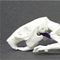 3D Printed Skeletons, the Latest Use for CT Scans