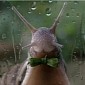 3D Printed Snails Guest Star as Double in Kooky TV Commercial – Video
