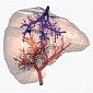 3D Printing Medical Breakthrough: Viable Vascular Networks Are Here
