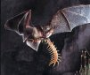 4 Amazing Bat Senses