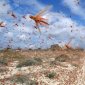 4 Amazing Facts About Locusts
