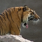 4-Pound (1.8 Kg) Hairball Surgically Removed from Tiger's Entrails