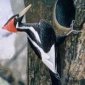 4 Things About Woodpeckers