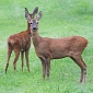 400,000 Deer Could Be Slaughtered for the Sake of Britain's Woodlands