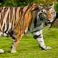 400 Cameras to Be Installed in Tiger Reserve in India