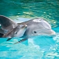 41 Dolphins Butchered by Japanese Fishermen in Taiji