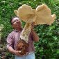 41 lb (20 kg) Huge Mushroom