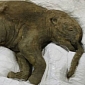 42,000-Year-Old Baby Mammoth Will Go on Display at London Museum