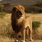 47-Stone (300-Kg) Lion Stolen from Animal Shelter in Brasil