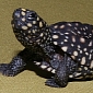 470 Rare Black Pond Turtles Found Hidden in Suitcases at Thai Airport