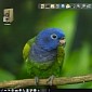 4MLinux 13.1 Distro Enters Beta Stage with LibreOffice 5.0, Firefox 38, and Chrome 43