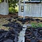 5,000 Bats Drop Dead Out of the Blue, Fall to the Ground in Australia