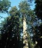 5 Amazing Things About the World's Tallest and Largest Trees