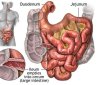 5 Facts About the Small Intestine