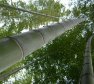 5 Issues About Bamboo