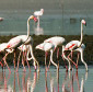 5 Things about Flamingos
