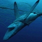 50 Countries Join Hands for Global Shark Conservation