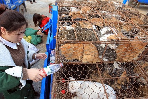 500 Cats Saved from Being Served as Food in Chinese Restaurants