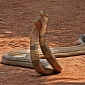 53 King Cobras Discovered in Car, Driver Taken into Police Custody