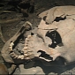 56 Human Skulls Stolen from Graveyards, Kept by Man in His Apartment