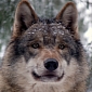 56-Year-Old Woman Kills Wolf, Uses Nothing but an Axe
