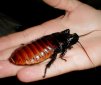 6 Amazing Facts About Cockroaches!