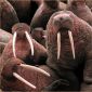 6 Amazing Facts About Walruses