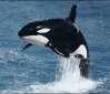 6 Amazing Things About Killer Whales (Orcas)