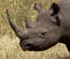 6 Amazing Things About Rhinos and Their Horns