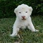 6 White Lion Cubs Born at a Safari Park in Germany – Video