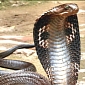 600 Smuggled Cobras Rescued by Authorities in Thailand