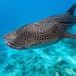 600 Whale Sharks Are Butchered by Factory in China Yearly, Green Group Says