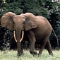 62% of Africa’s Forest Elephants Were Killed in Almost a Decade