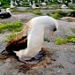 63-Year-Old Albatross Lays Yet Another Egg, Readies to Become a Mom Once More