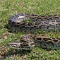 68 Pythons Found and Killed During this Year's Florida Hunt