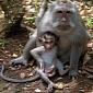 7 Hurt After Monkeys Attack Village in Indonesia
