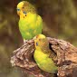 7 Rules of Taking Care of Budgerigars